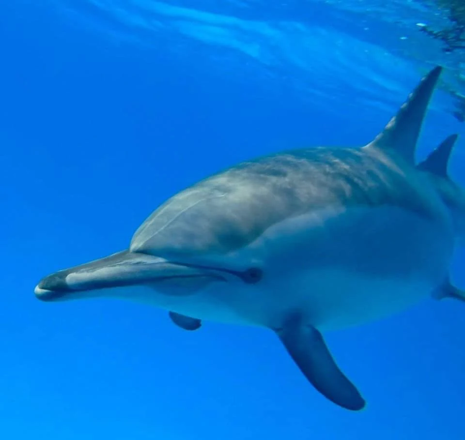dauphins à long bec