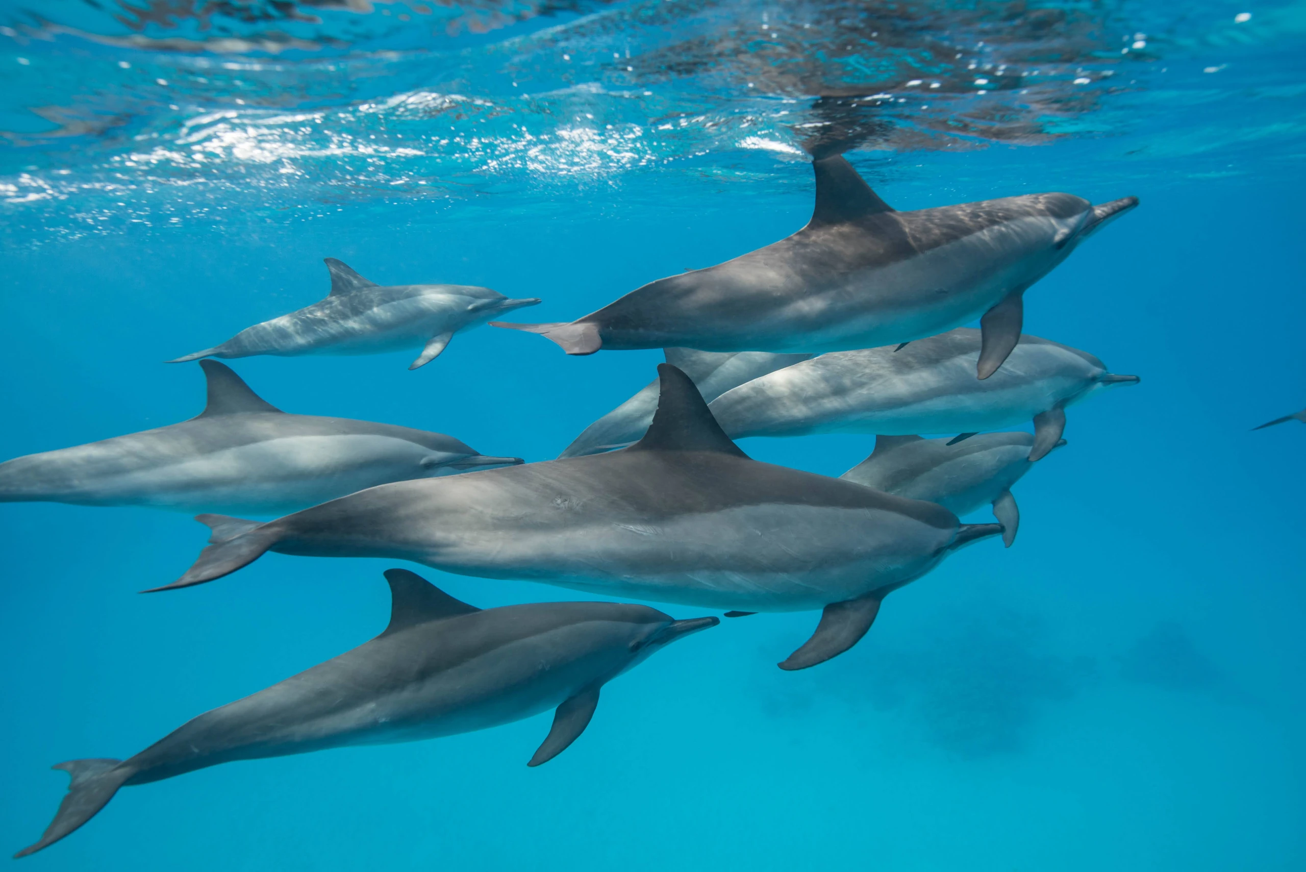 groupe de dauphins