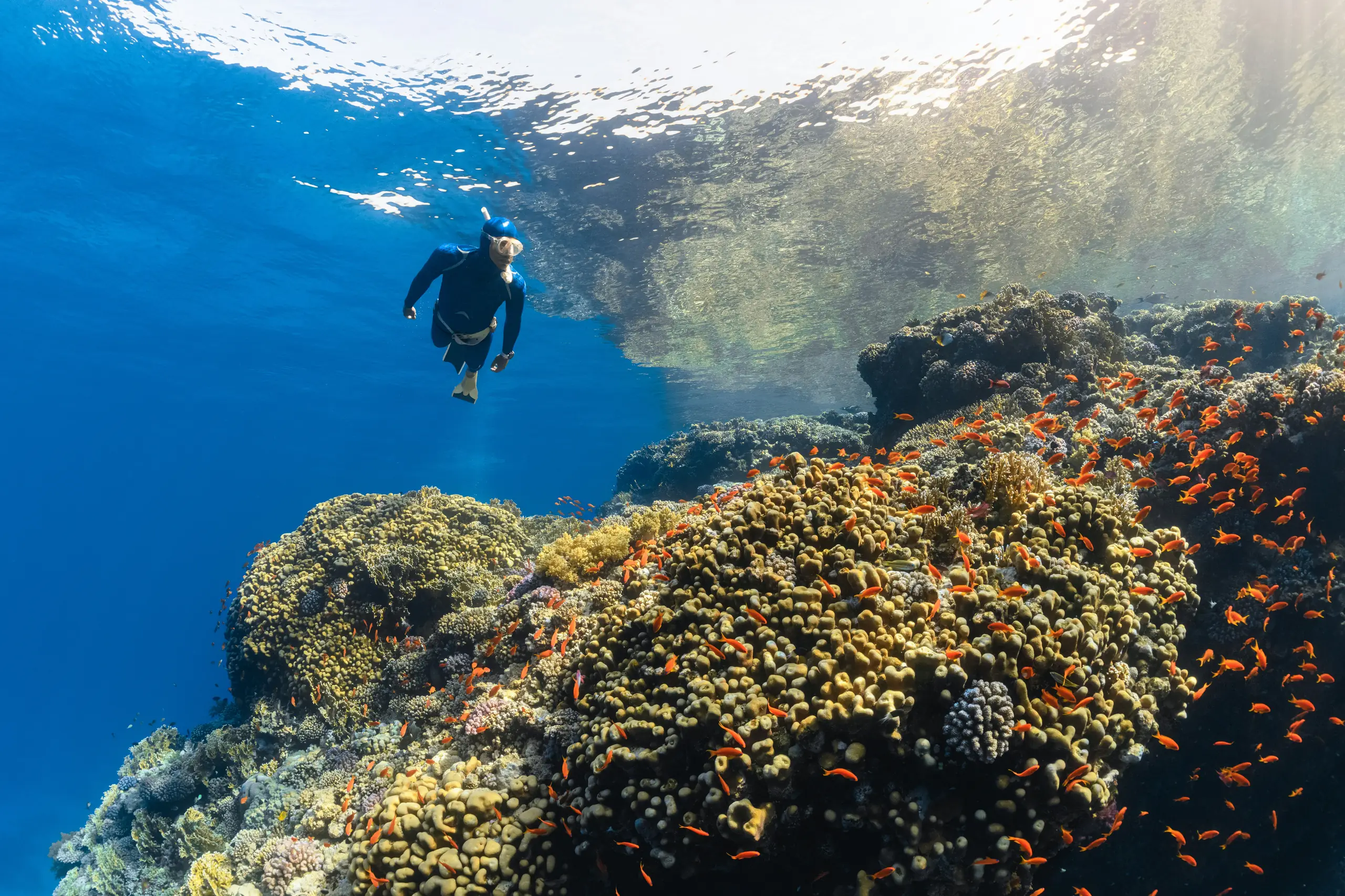 Apnéiste en combinaison bleue évoluant au-dessus d'un récif de corail couvert d'anthias orange dans la mer Rouge