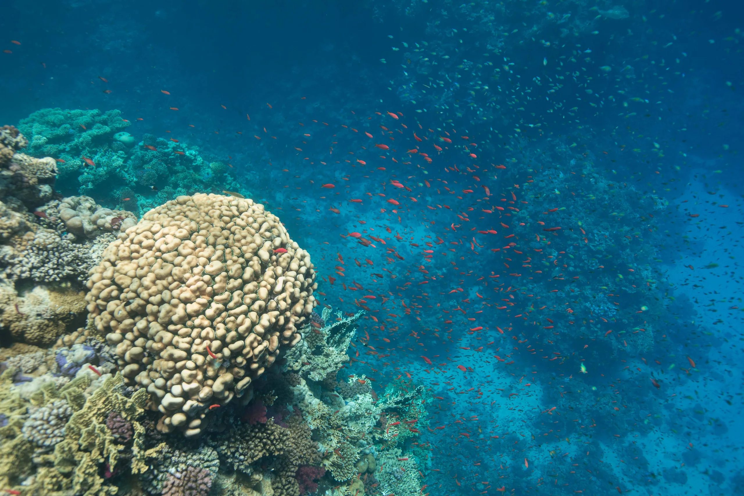 Plongée sous-marine sur un récif de corail en mer Rouge