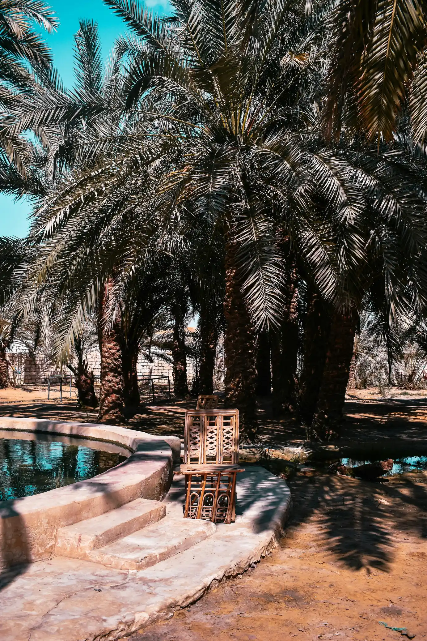 Bassin d'une source naturelle bordé de marches de pierre au cœur d'une palmeraie de dattiers dans l'oasis de Siwa
